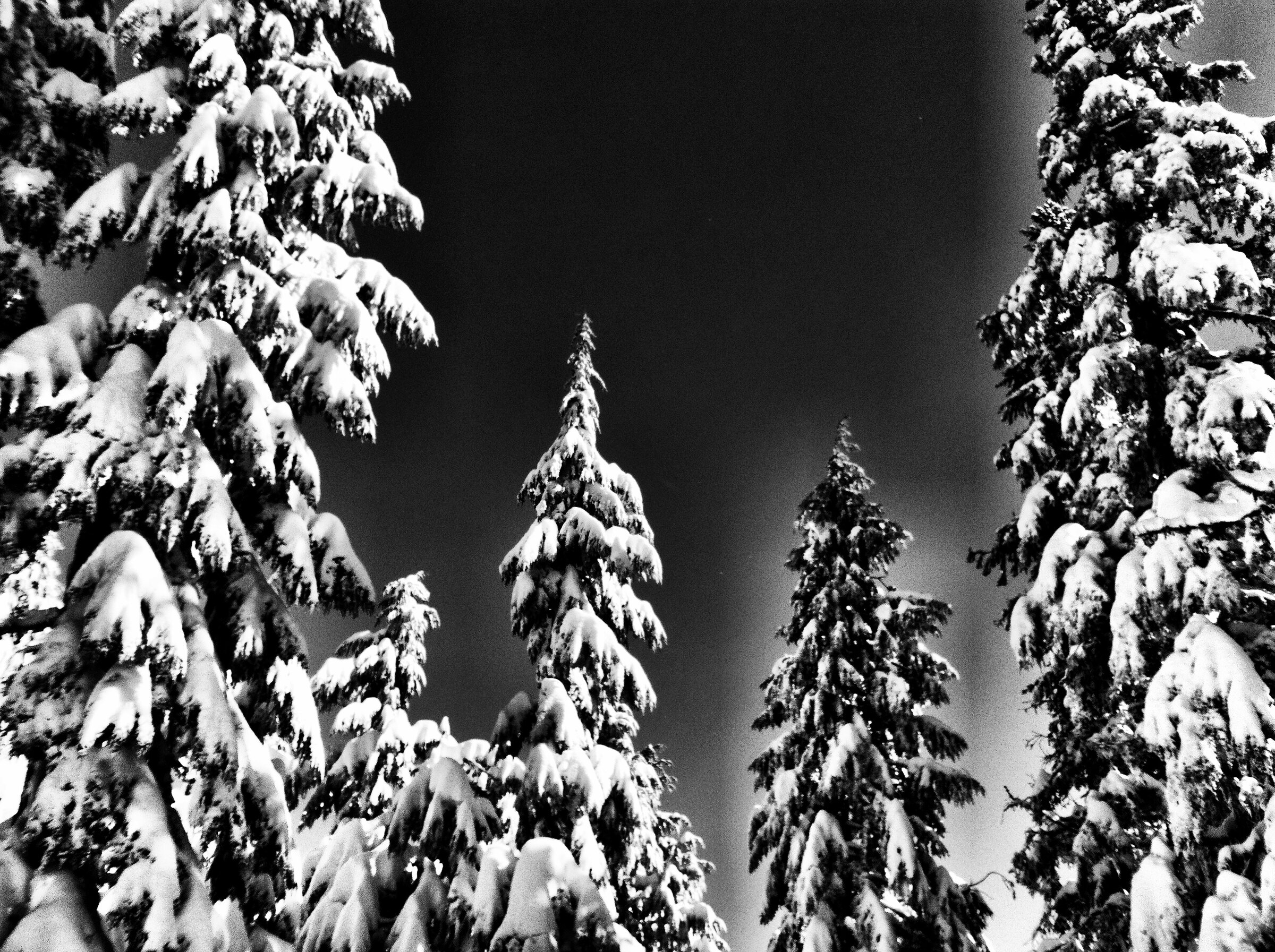 Trees